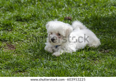 Maltese dog breed