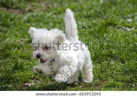 Cute puppy running in nature