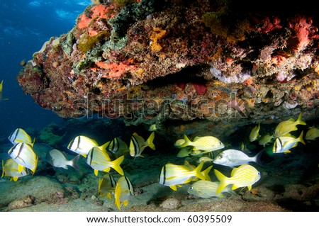 Porkfish and French Grunts Schooling beneath a coral ledge. Picture taken in Broward County Florida.