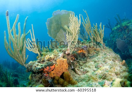 Sponges Sea Rods and Sea Fans make up a coral reef composition. Picture taken in Broward County Florida.