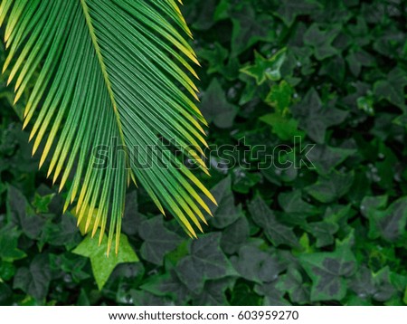 Green leaf texture / leaf texture background / Copy space