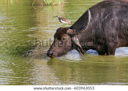 Sri Lanka. Safari in the national park of Yala. Black buffalo with large horns and a bird (worm) on the head in the water