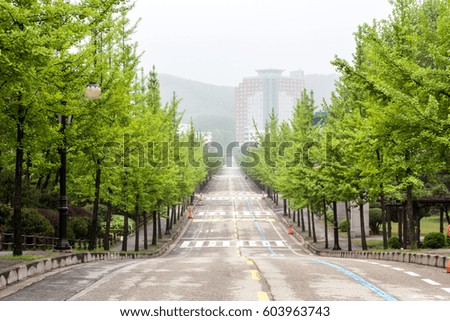 Asphalt road with tree in city