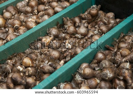 Hundreds of varieties of bulbs for sale at Amsterdam's floating flower market