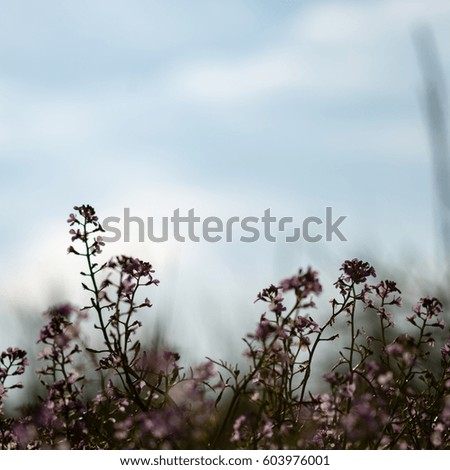 closeup of beautiful green plants with blur background nature