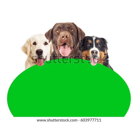 set of dogs peeking out of a green screen