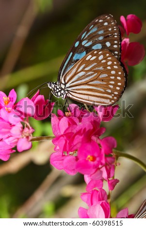 Butterfly feeding on flower