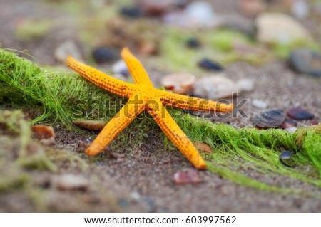 seastar on sandy beach. natural summer background.  picture with soft focus