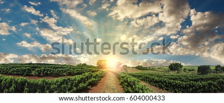 Plantation - Sunset at the coffee field landscape Royalty-Free Stock Photo #604000433