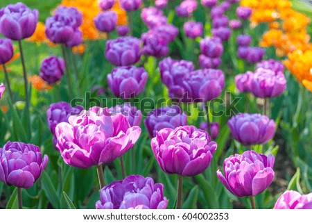 Terry purple tulips in the garden