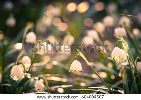 Spring snowflake flowers blossom, blooming in natural environment of forest, woods. Spring background with strong bokeh, shallow depth of field and closeup detail. Fresh white and green colors.