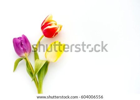 Top view of three tulips in yellow, purple and red colors on white background with lots of copy space.