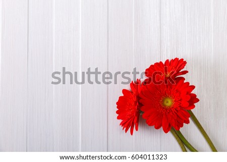 Gerbera flowers on white wood vintage background. 8 march or Valentines day love design. Fresh natural flowers. Painted wooden planks.