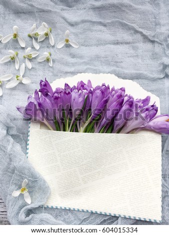 Concept crocus background. Day to smile. Crocuses in envelope on wooden background. 