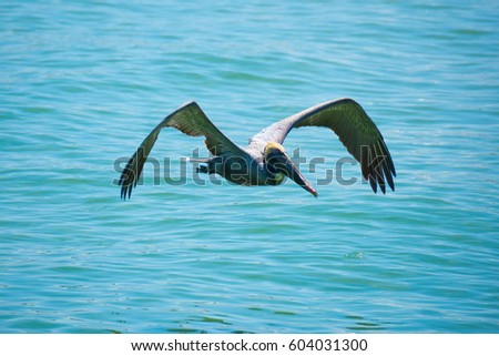 Pelican flying low over beautiful aqua colored water on a sunny morning on Anna Maria Island in Florida.