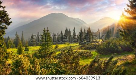 Fabulous spring sunrise in the Carpathian mountains. Colorful morning scene in a mountain meadow. Artistic style post processed photo. Beauty of nature concept background.
