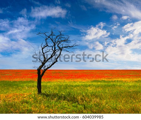 Exotic summer landscape with dry tree near a field of blooming poppy flowers. Colorful morning scene in Crimea. Beauty of nature concept background.
