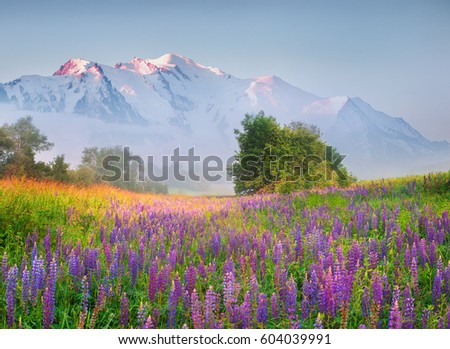 Foggy spring scene in the mountain foothill. Blooming of lupine flowers in the green valley. Artistic style post processed photo. Beauty of nature concept background.
