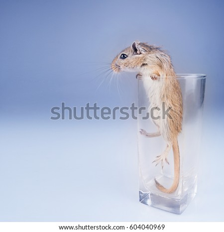 jerboa in a glass on blue studio background, little mouse in a tail, isolated blue and white background