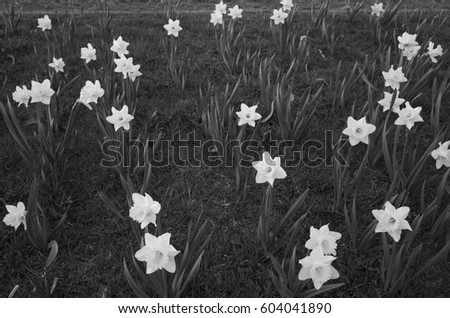 Beautiful daffodil flowers in black and white. Nice calm poetic photo in monochrome tone. Lovely soft outdoors light in nature.