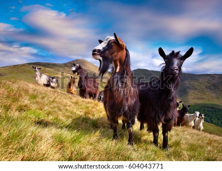 Flock of sheep and goats in the Carpathian mountains. Colorful rural scene in the mountain valley at springtime. Beauty of countryside concept background.
