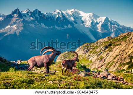 Alpine Ibex (Capra Ibex) on the Mont Blanc (Monte Bianco) background. Sunny summer morning in the Vallon de Berard Nature Reserve, Chamonix location, Graian Alps, France, Europe. 