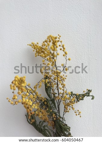 The yellow a bit dry mimosa bouquet flowers on the white background 