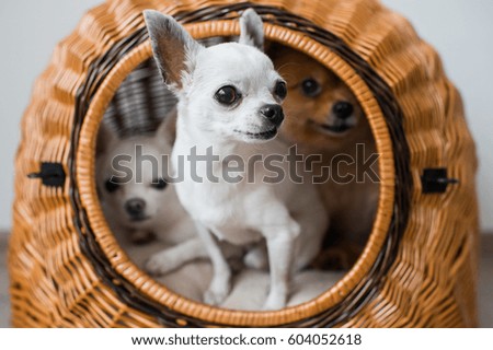 close up of lovely and cute white chihuahua puppy dog looking out of wicker dog house with funny emotional face with two other puppies behind 