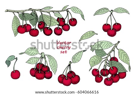 vector cherry set. Can be use for background, packaging, design, invitation, banner, cover. Vintage hand drawn illustrations