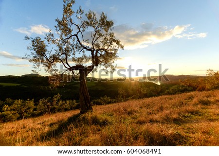 Picture of beautiful orange sunset in olive trees garden, agricultural landscape, lebanese farmland, vegetable produce industry, seasonal nature, fruit cultivation, healthy nutrition concept.