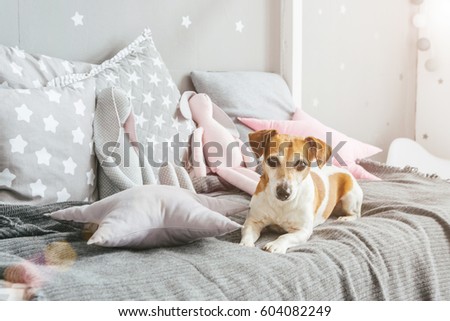 Small dog pet Jack Russell terrier lying on the bed in the kids room. Toys and pillows