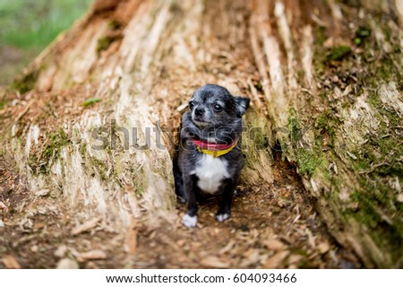 close up of lovely little black chihuahua puppy dog in collar with kind face and sad eyes looking around while sitting and laying beside the stump in the forest in summertime
