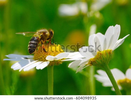 Bee on the chamomile flower 