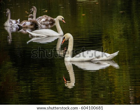 Swans swim in the pond