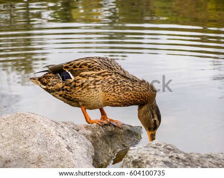 Duck sits on a rock