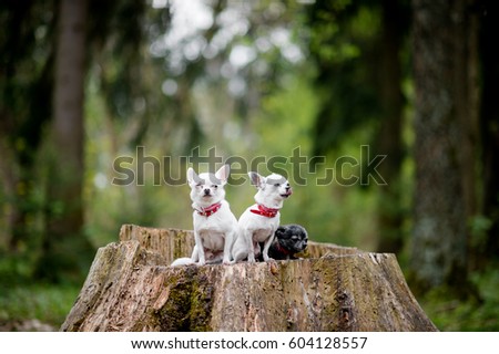 Three lovely and cute chihuahua puppies in collars with funny emotional faces sitting on decayed stump tree in the forest in summertime with colorful bokeh background behind