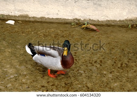 Male mallard duck in a shallow water. Selective focus. 