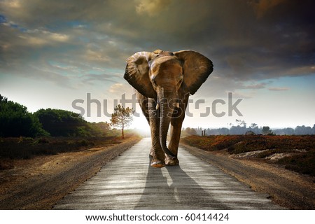 Single elephant walking in a road with the Sun from behind Royalty-Free Stock Photo #60414424
