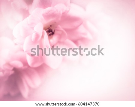 beautiful roses in soft color and blur style for background