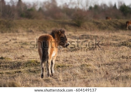 Exmoor pony foal on the grazing land, picture taken in early spring freezy sunset at Czech Republic. Horse breed is native in British Isles, still roam as semi feral livestock 