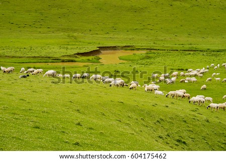 Rural Summer Landscape with Sheeps in Persembe Highlands -Ordu - Turkey