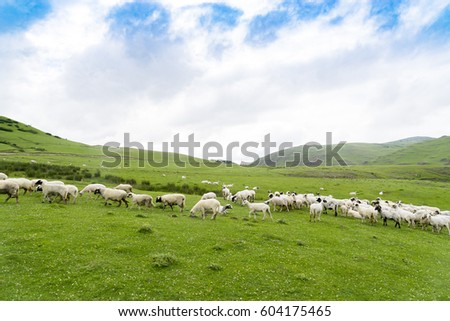 Rural Summer Landscape with Sheeps in Persembe Highlands -Ordu - Turkey