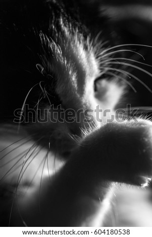 Black white Cat washing
