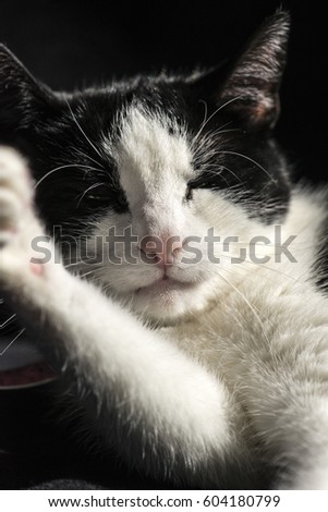 Black white Cat washing