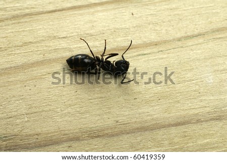 Dead carpenter ant laying lifeless on a wood background