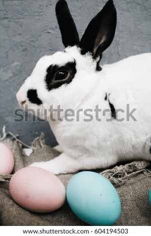 Easter eggs cute bunny on rustic background.  the rabbit at home.