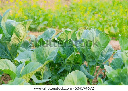 a front selective focus picture of organic vegetable garden,future agriculture for safety food in Thailand