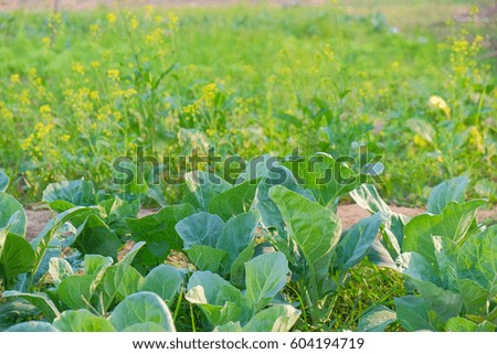 a front selective focus picture of organic vegetable garden,future agriculture for safety food in Thailand