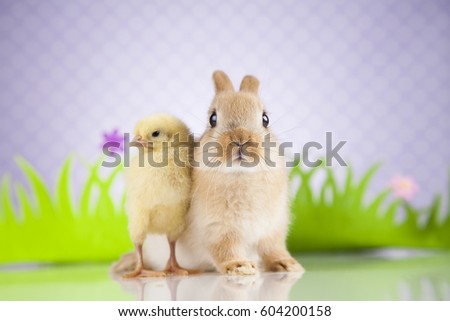 Happy Easter, Chick in bunny