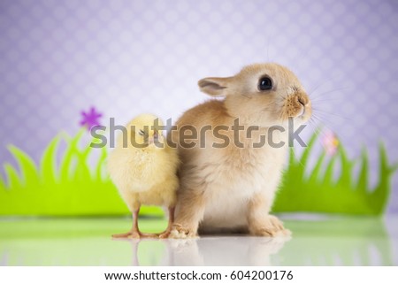 Happy Easter, Chick in bunny